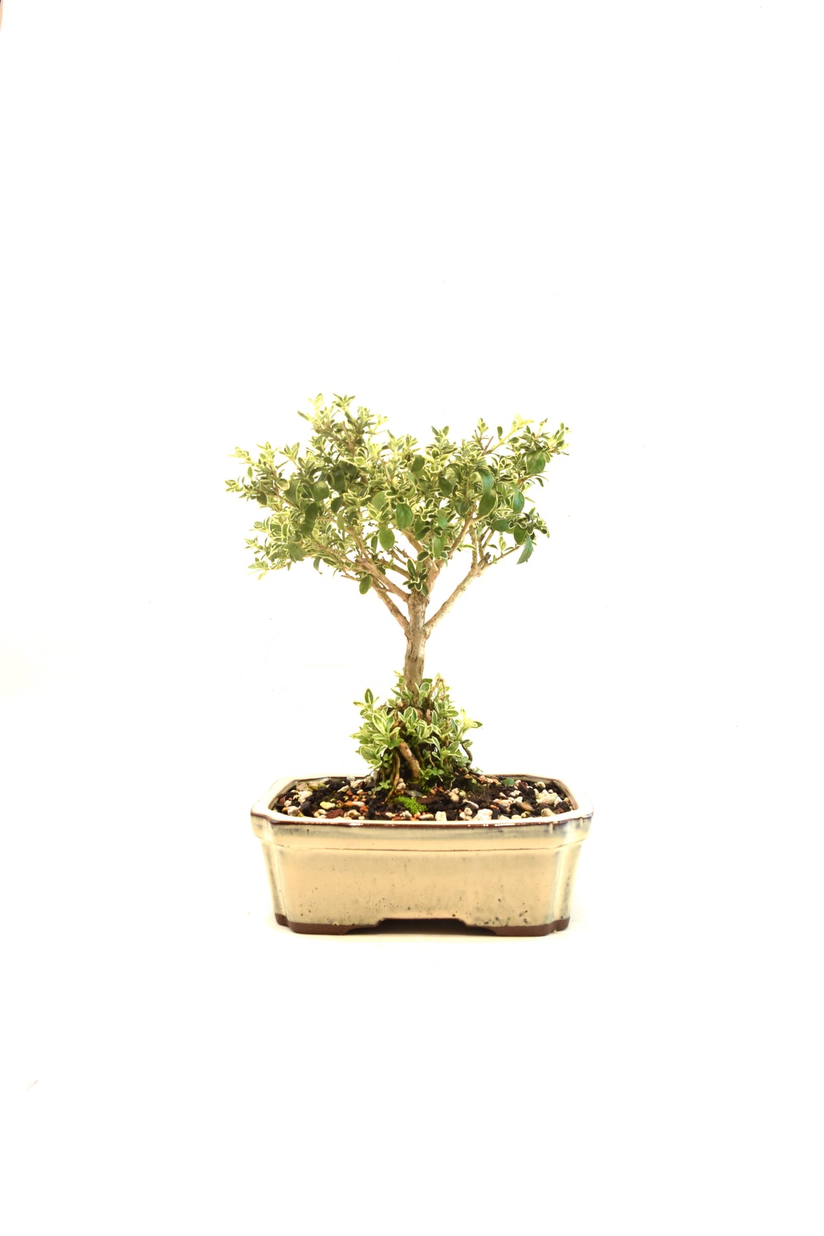 Mount Fuji Serissa Bonsai Ceramic 7" Pot - One of a Kind Bonsai