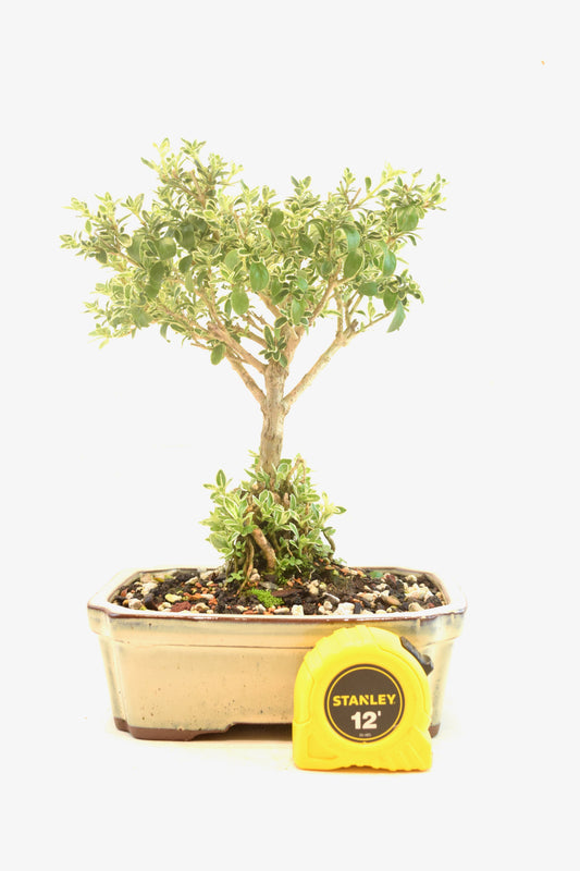 Mount Fuji Serissa Bonsai Ceramic 7" Pot - One of a Kind Bonsai