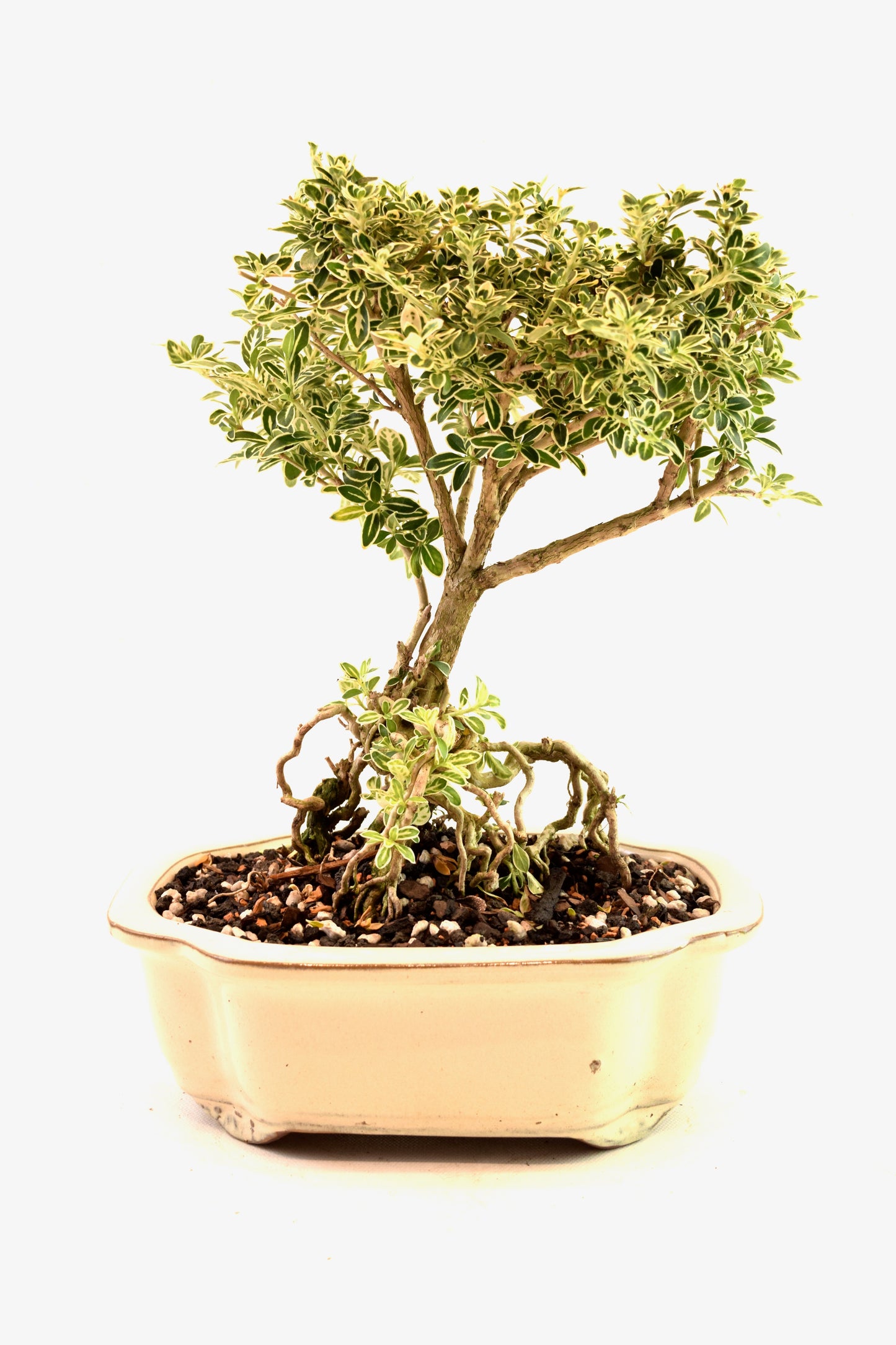 Mount Fuji Serissa Bonsai Ceramic 8" Pot - One of a Kind Bonsai