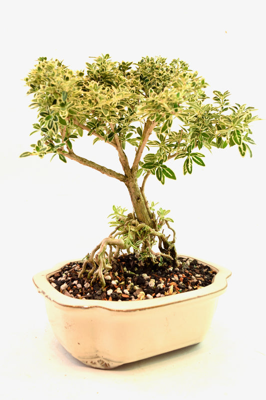 Mount Fuji Serissa Bonsai Ceramic 8" Pot - One of a Kind Bonsai