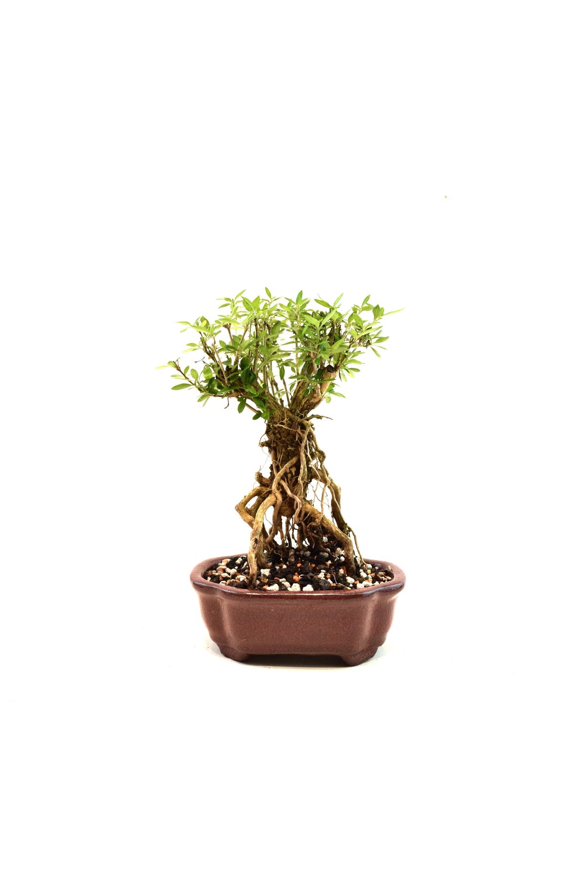 Mount Fuji Serissa Bonsai Ceramic 6" Pot - One of a Kind Bonsai