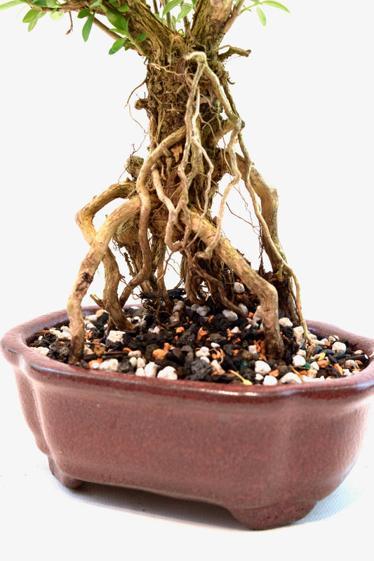 Mount Fuji Serissa Bonsai Ceramic 6" Pot - One of a Kind Bonsai