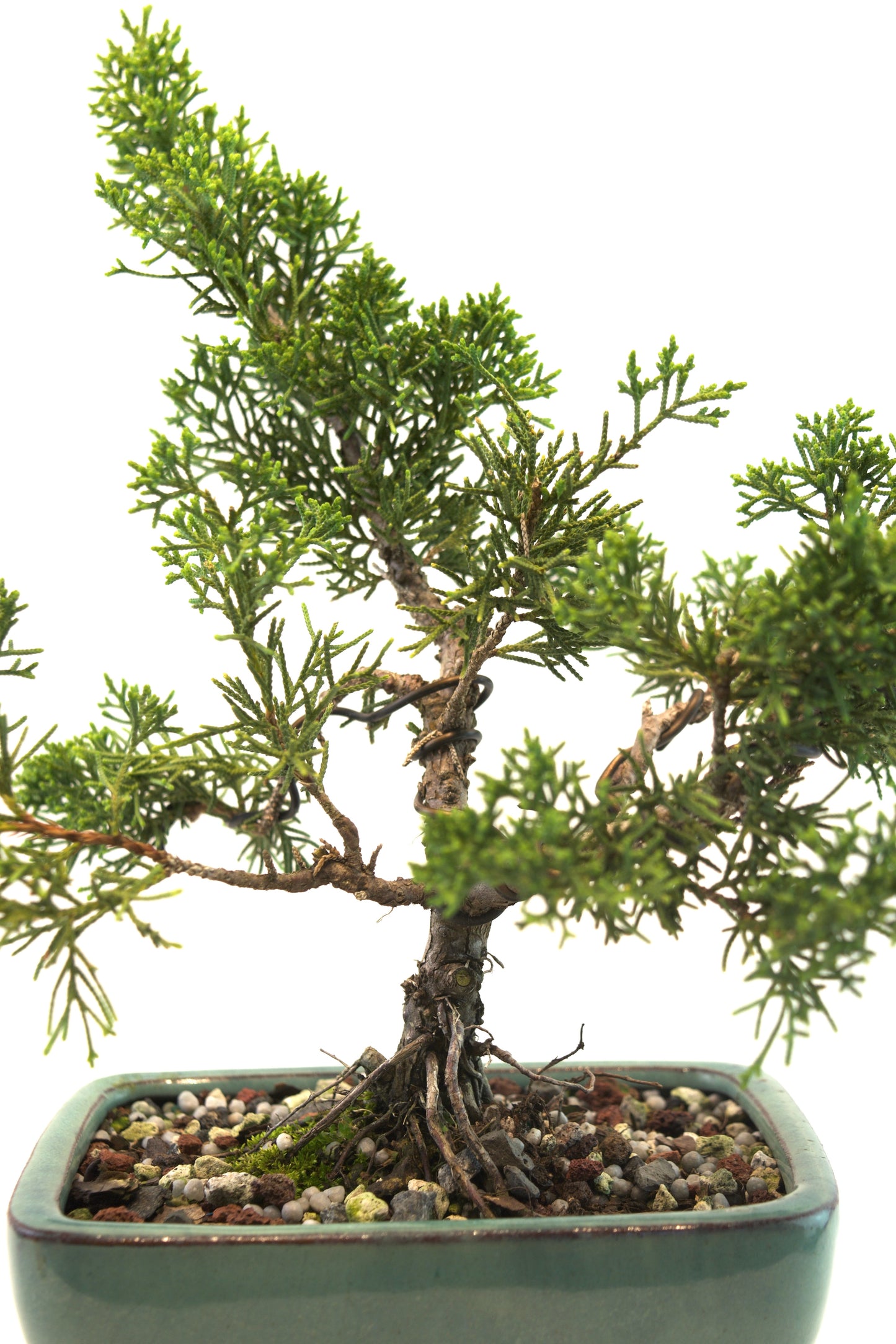 Shimpaku Juniper Rare Bonsai 6" Ceramic Pot - One of a Kind Bonsai