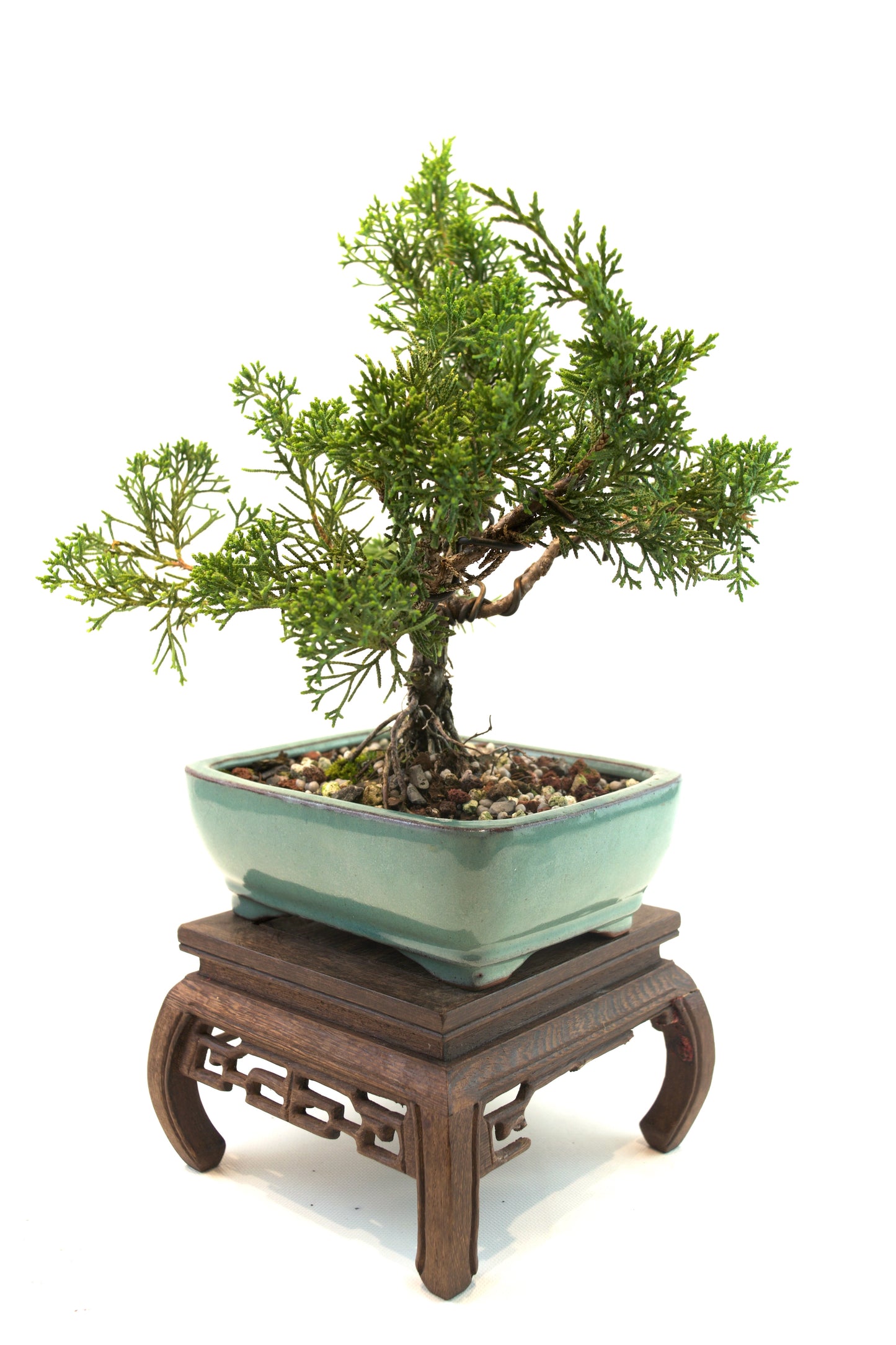 Shimpaku Juniper Rare Bonsai 6" Ceramic Pot - One of a Kind Bonsai