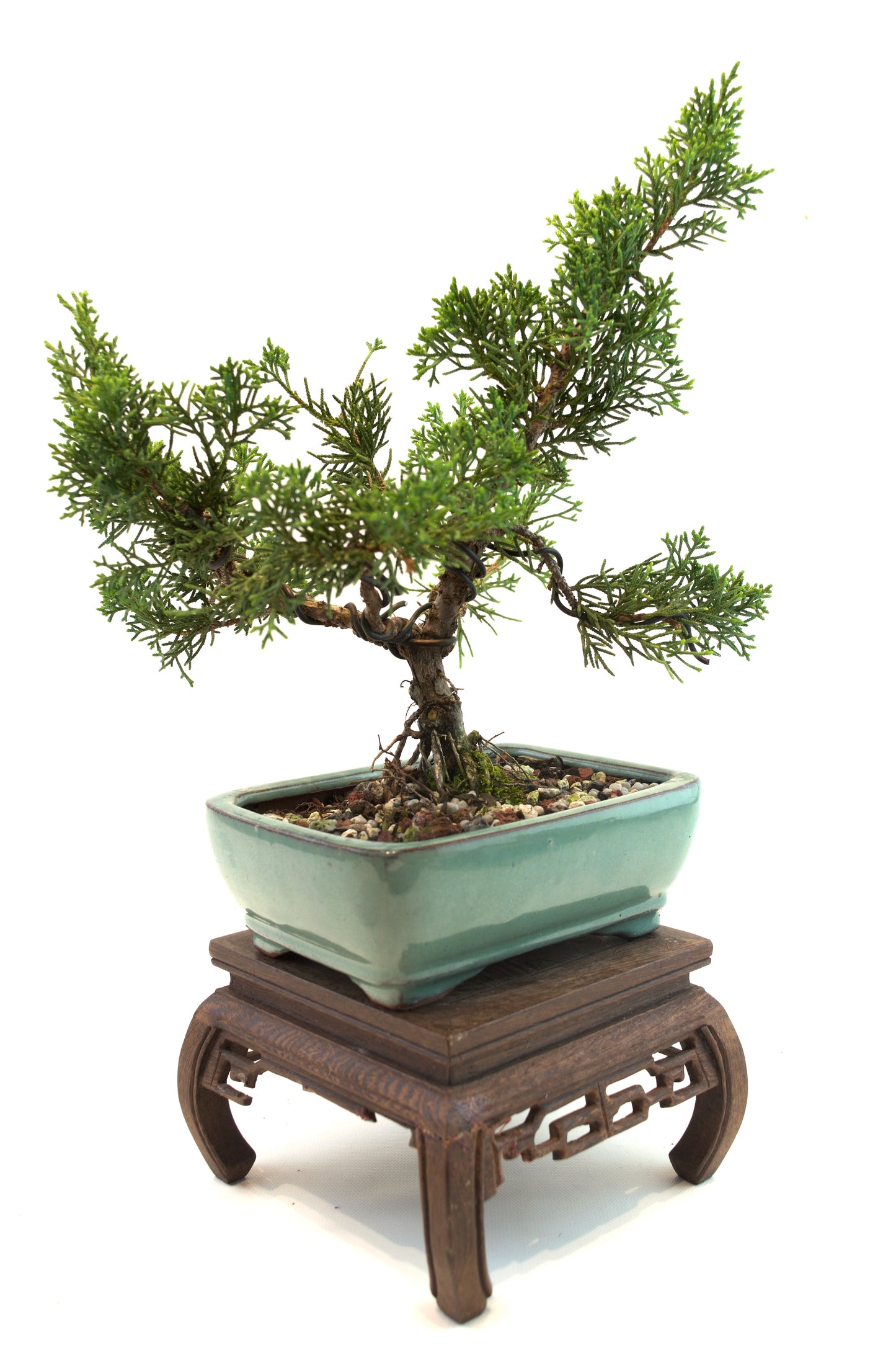 Shimpaku Juniper Rare Bonsai 6" Ceramic Pot - One of a Kind Bonsai