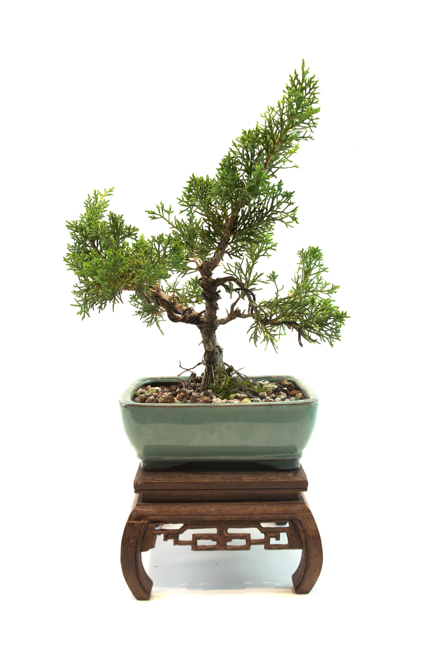 Shimpaku Juniper Rare Bonsai 6" Ceramic Pot - One of a Kind Bonsai