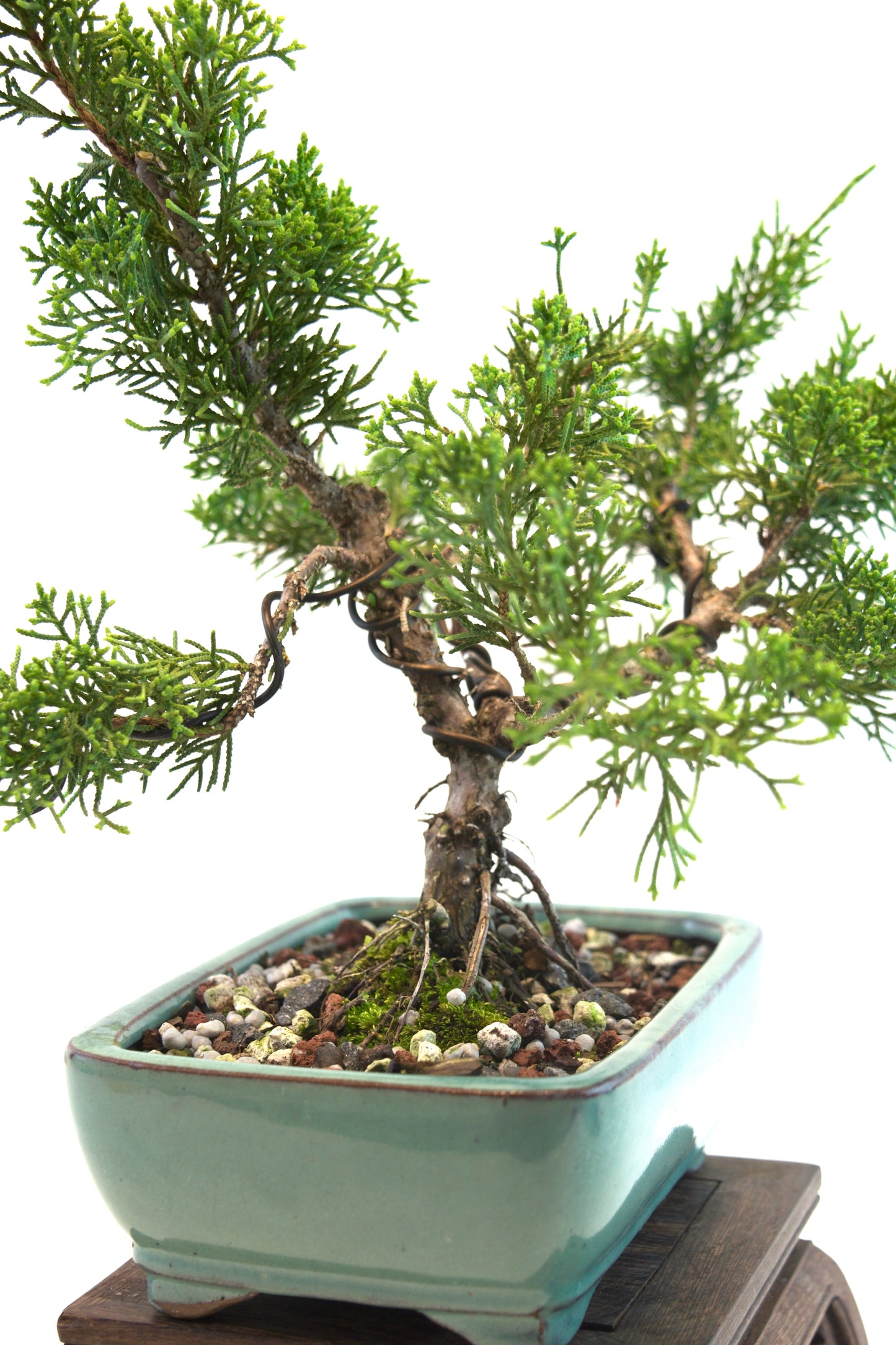 Shimpaku Juniper Rare Bonsai 6" Ceramic Pot - One of a Kind Bonsai