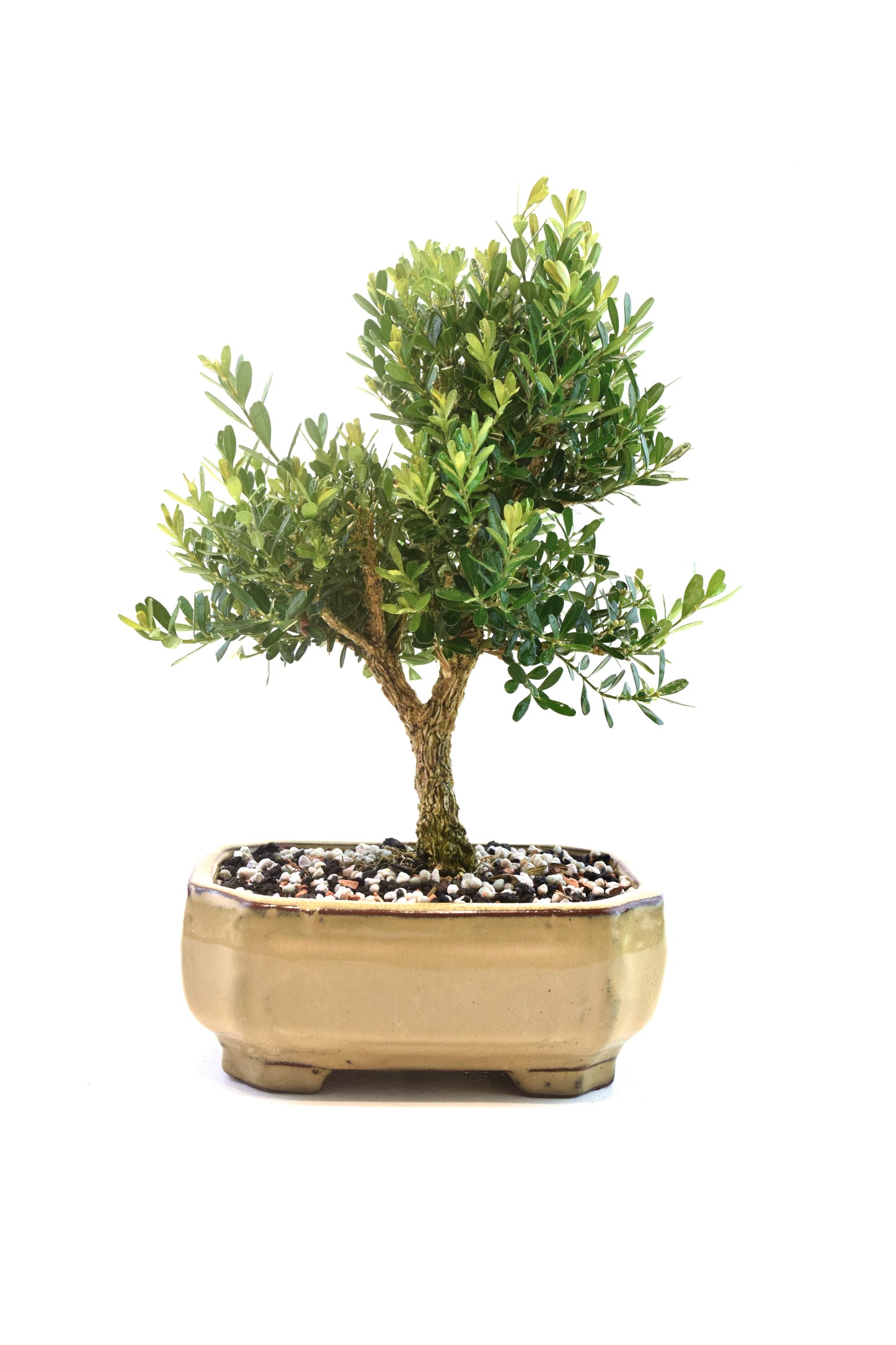 Taiwan Boxwood Bonsai Ceramic 6" Pot - One of a Kind Bonsai