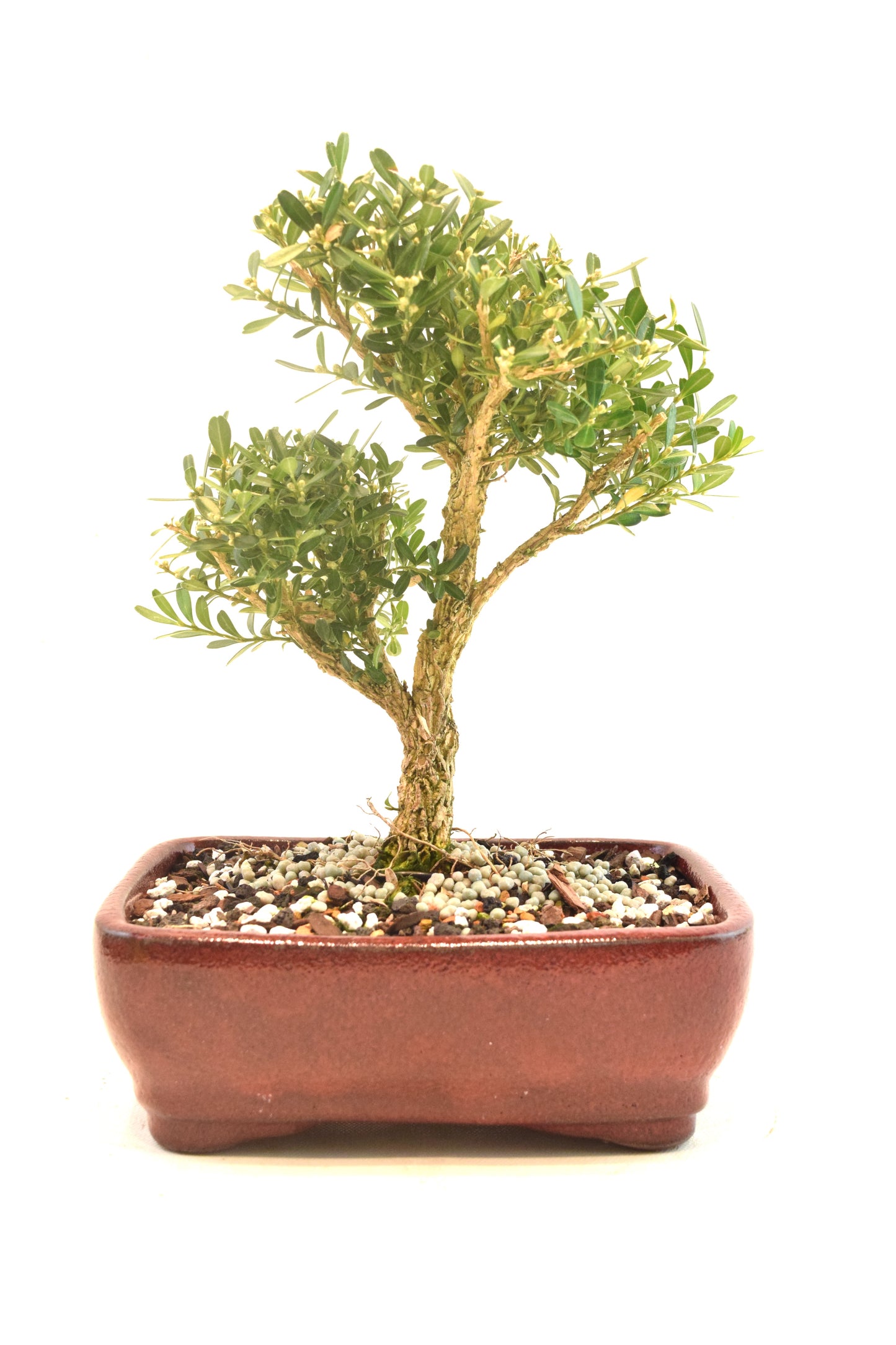 Taiwan Boxwood Bonsai Ceramic 7" Pot - One of a Kind Bonsai