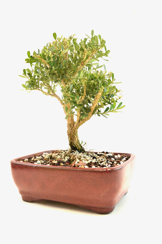 Taiwan Boxwood Bonsai Ceramic 7" Pot - One of a Kind Bonsai