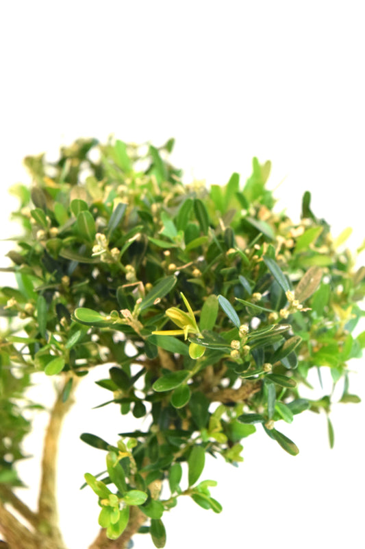 Taiwan Boxwood Bonsai Ceramic 8" Pot - One of a Kind Bonsai