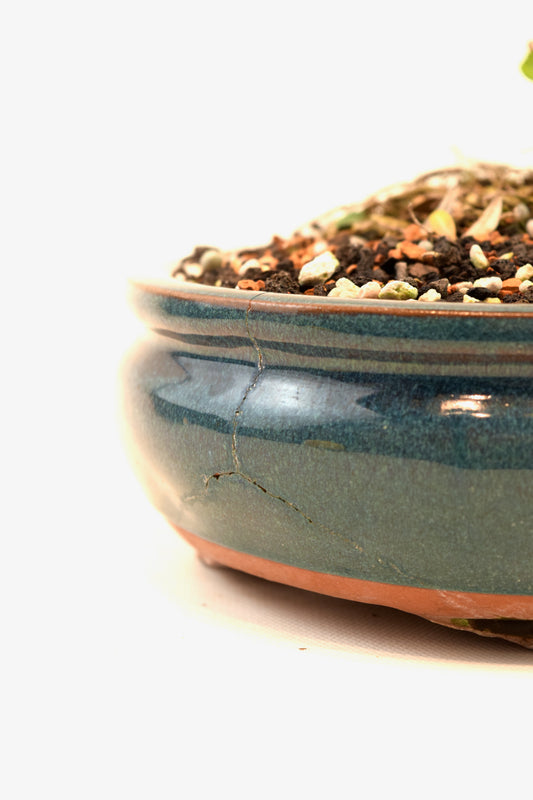 Taiwan Boxwood Bonsai Ceramic 8" Pot - One of a Kind Bonsai