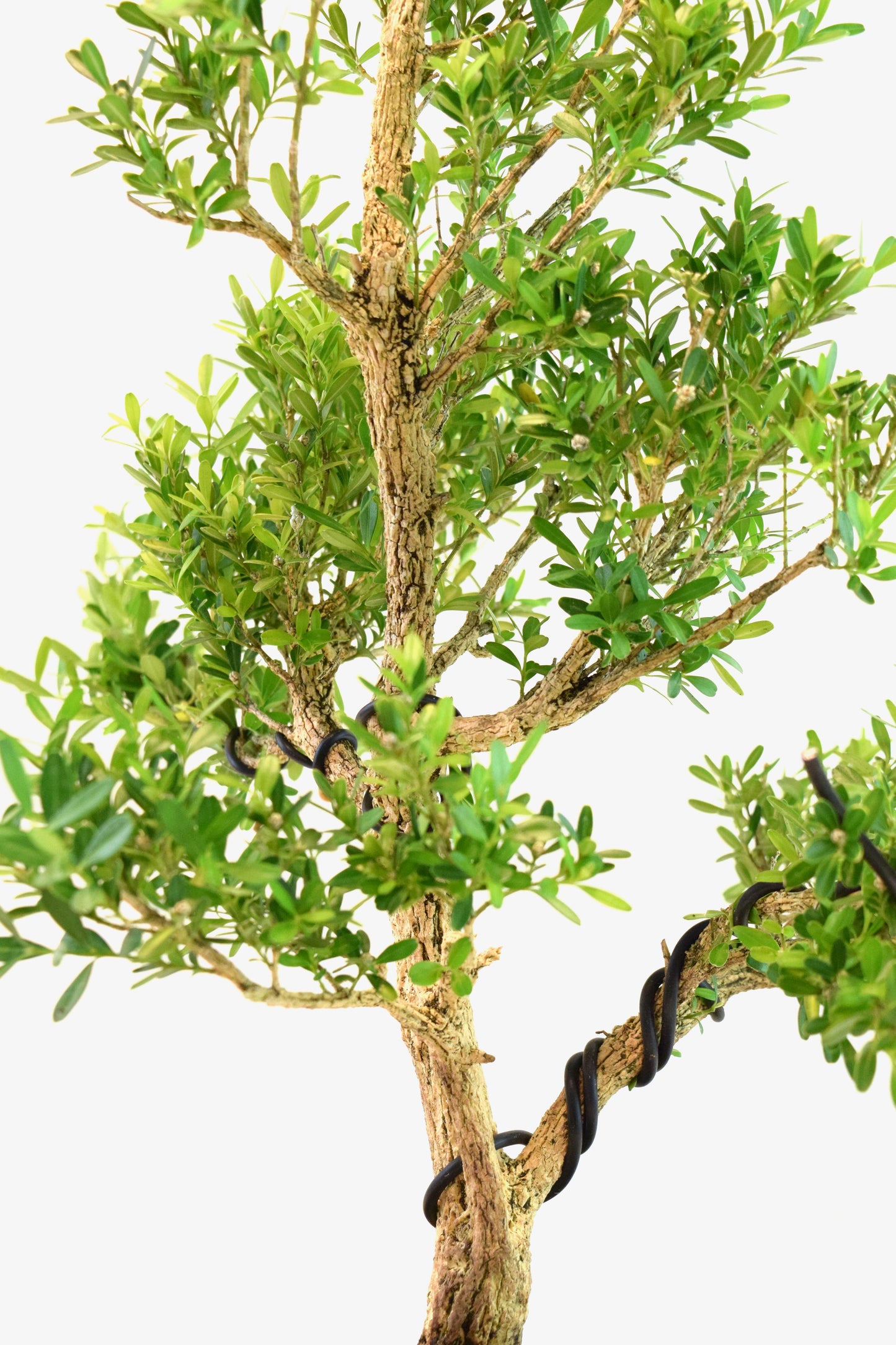 Taiwan Boxwood Bonsai Ceramic 8" Pot - One of a Kind Bonsai