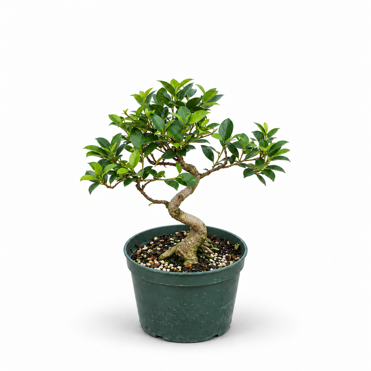 Tiger Bark Ficus Styled Bonsai in 6"Pot - Pre-Bonsai