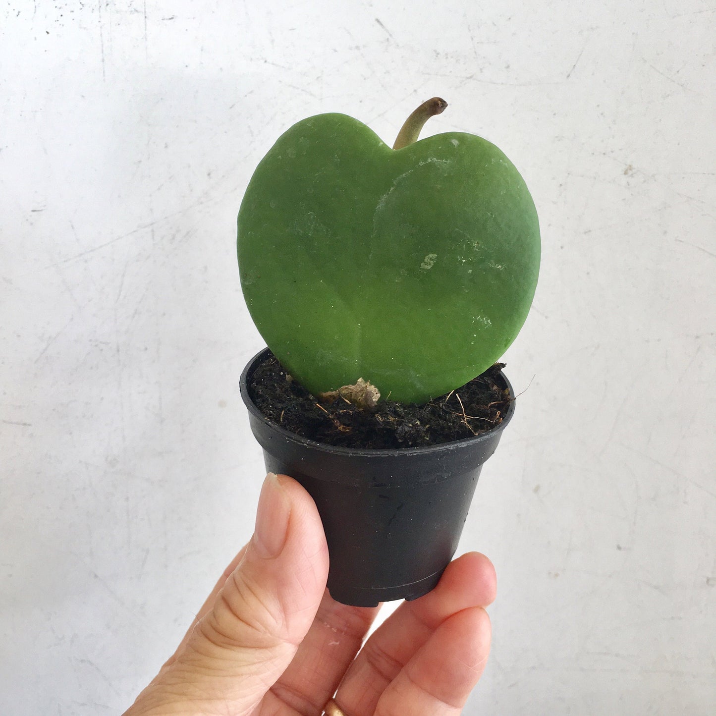 Hoya Heart Kerri Succulent