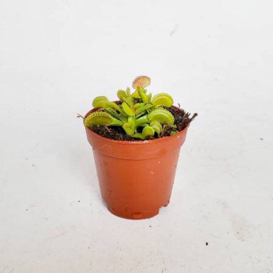 Carnivorous Plants Assorted 2"