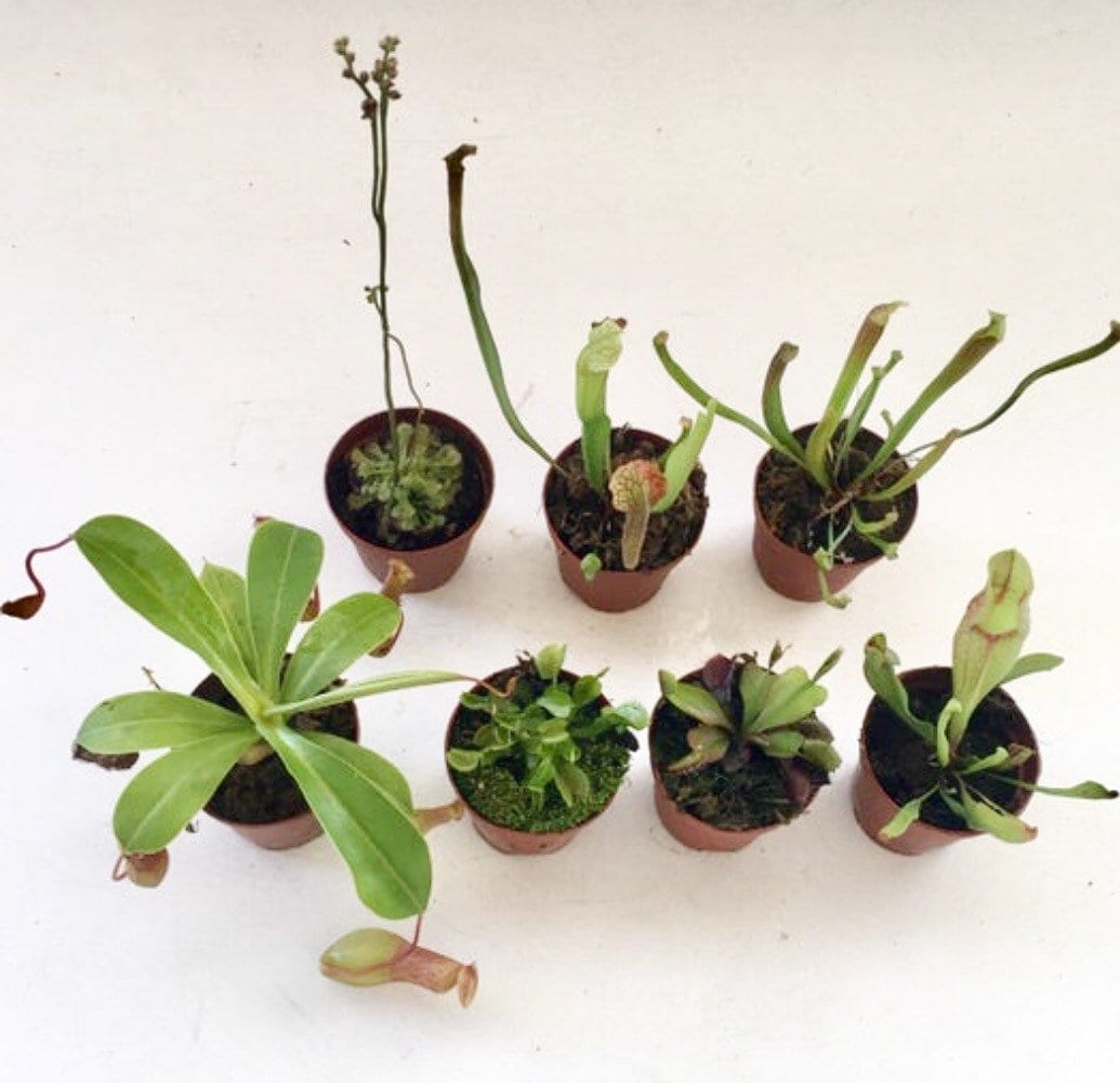Carnivorous Plants Assorted 2"