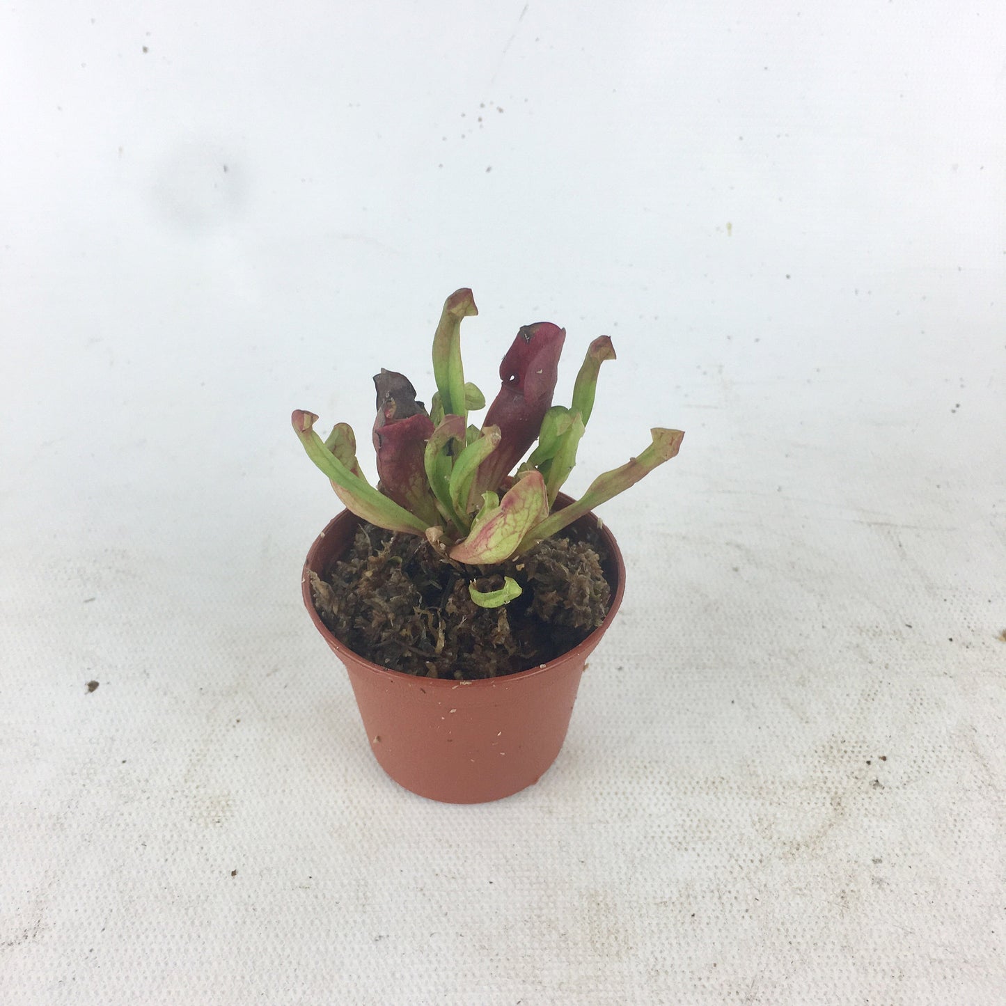 Carnivorous Plants Assorted 2"