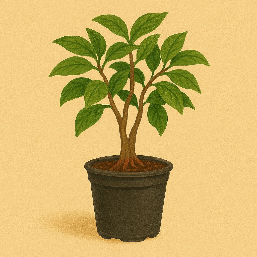 BONSAI - PRE-BONSAI