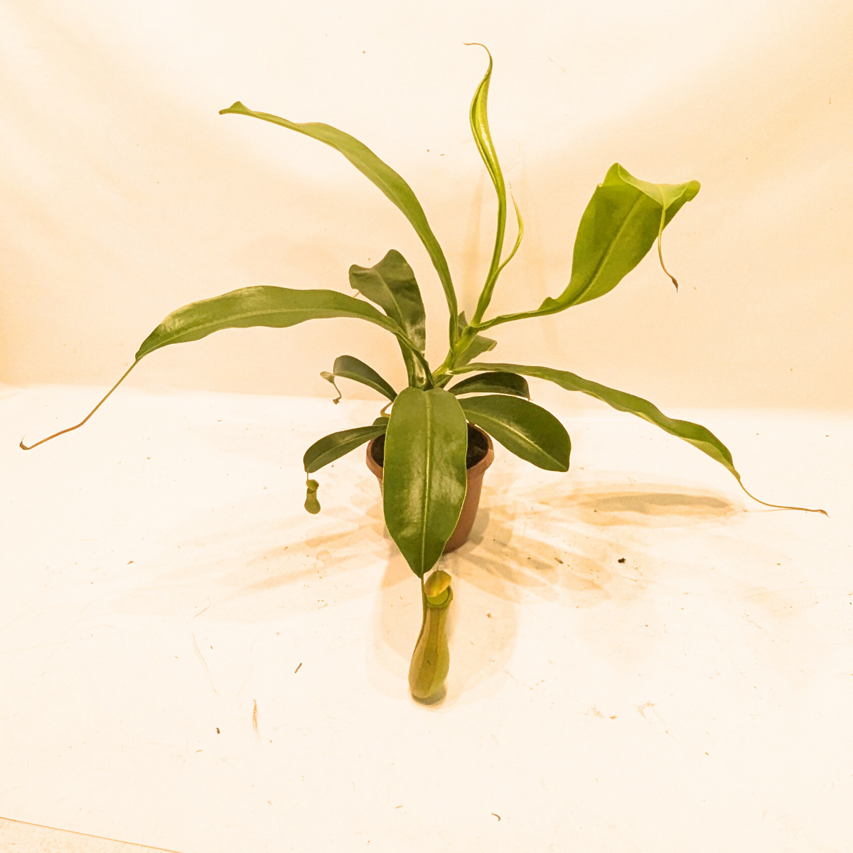 Asian Pitcher Hanging Plant 4"