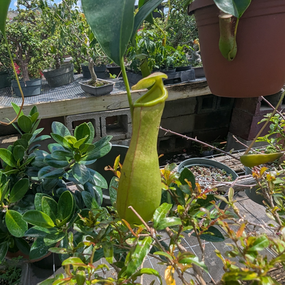 Asian Pitcher Hanging Plant 4"
