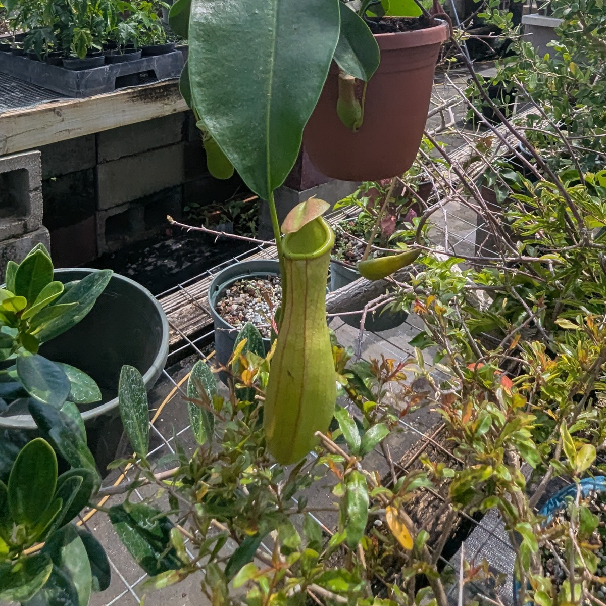 Asian Pitcher Hanging Plant 4"