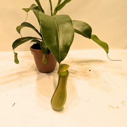Asian Pitcher Hanging Plant 4"