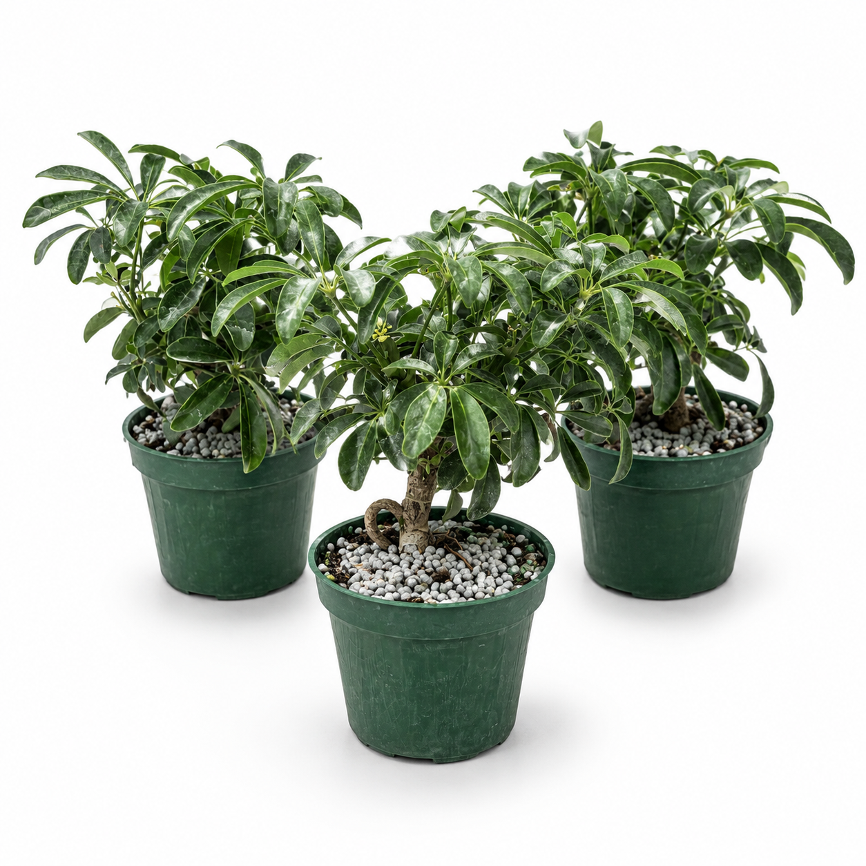 Dwarf Schefflera  in 4" Pot - Pre Bonsai