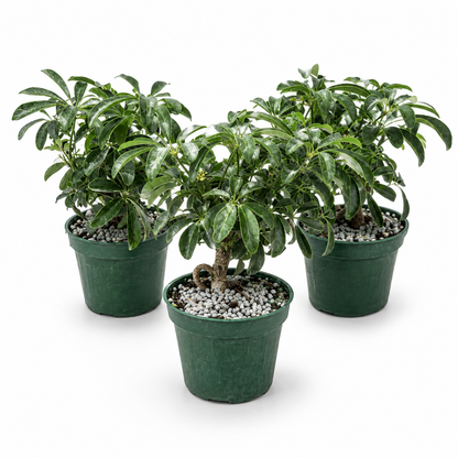 Dwarf Schefflera  in 4" Pot - Pre Bonsai