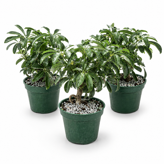 Dwarf Schefflera  in 4" Pot - Pre Bonsai
