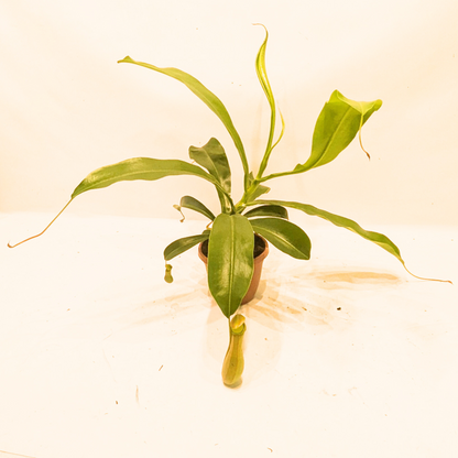 Asian Pitcher Hanging Plant 4"