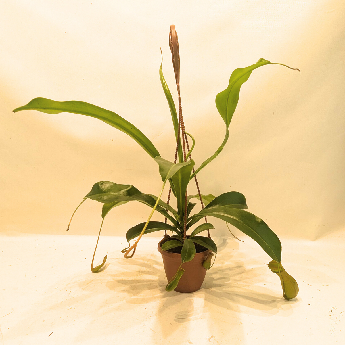 Asian Pitcher Hanging Plant 4"