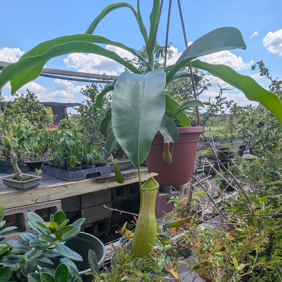 Asian Pitcher Hanging Plant 4"
