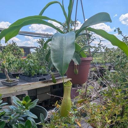 Asian Pitcher Hanging Plant 4"