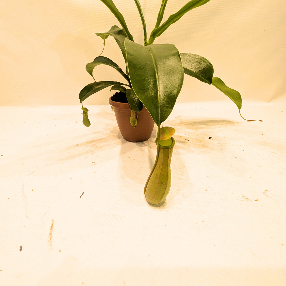 Asian Pitcher Hanging Plant 4"