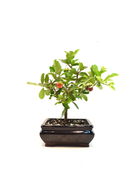 Acerola Cherry Bonsai Ceramic 6" Pot - One of a Kind Bonsai