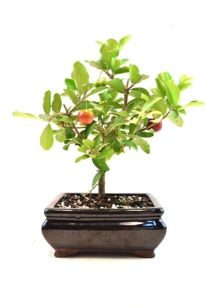 Acerola Cherry Bonsai Ceramic 6" Pot - One of a Kind Bonsai