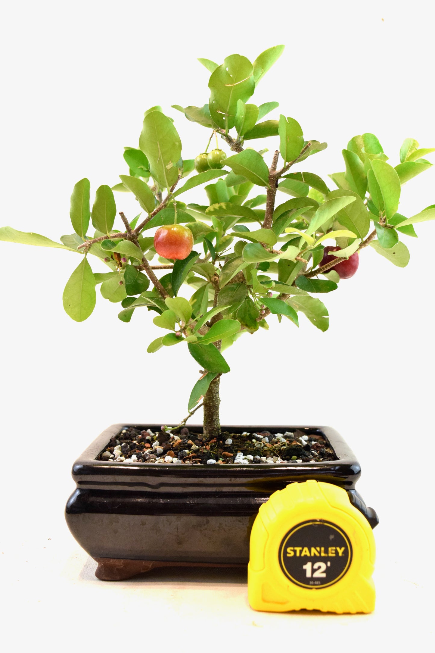 Acerola Cherry Bonsai Ceramic 6" Pot - One of a Kind Bonsai