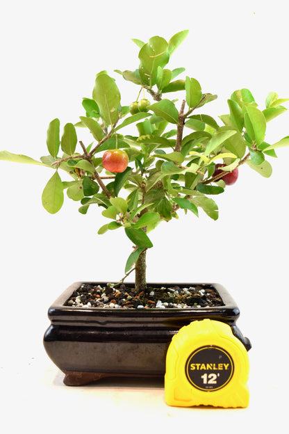 Acerola Cherry Bonsai Ceramic 6" Pot - One of a Kind Bonsai