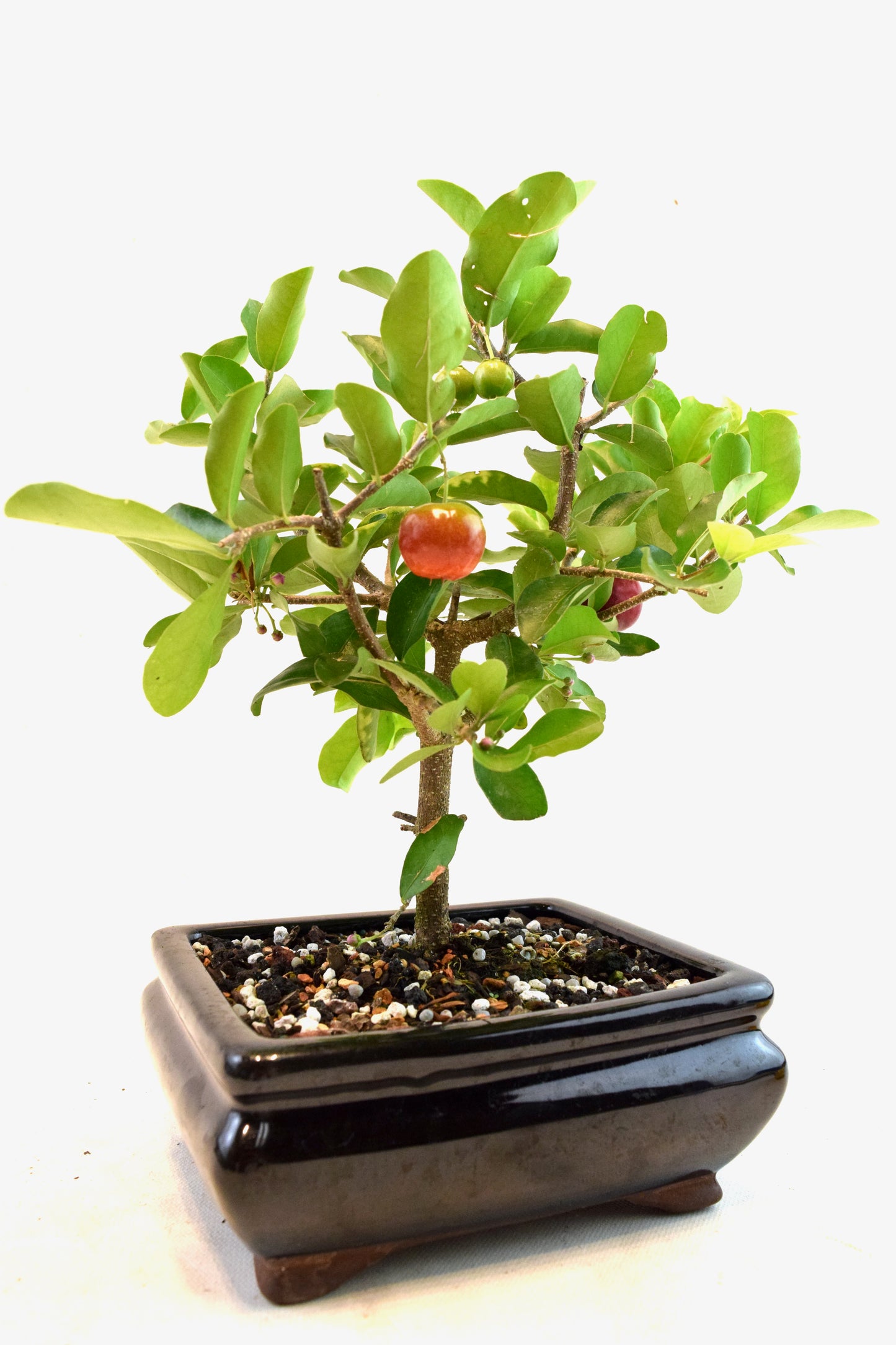 Acerola Cherry Bonsai Ceramic 6" Pot - One of a Kind Bonsai