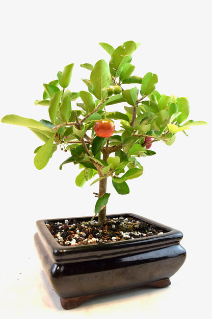 Acerola Cherry Bonsai Ceramic 6" Pot - One of a Kind Bonsai