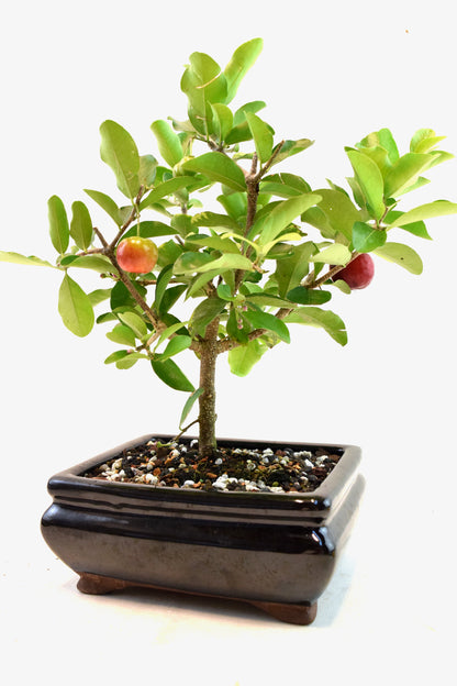 Acerola Cherry Bonsai Ceramic 6" Pot - One of a Kind Bonsai