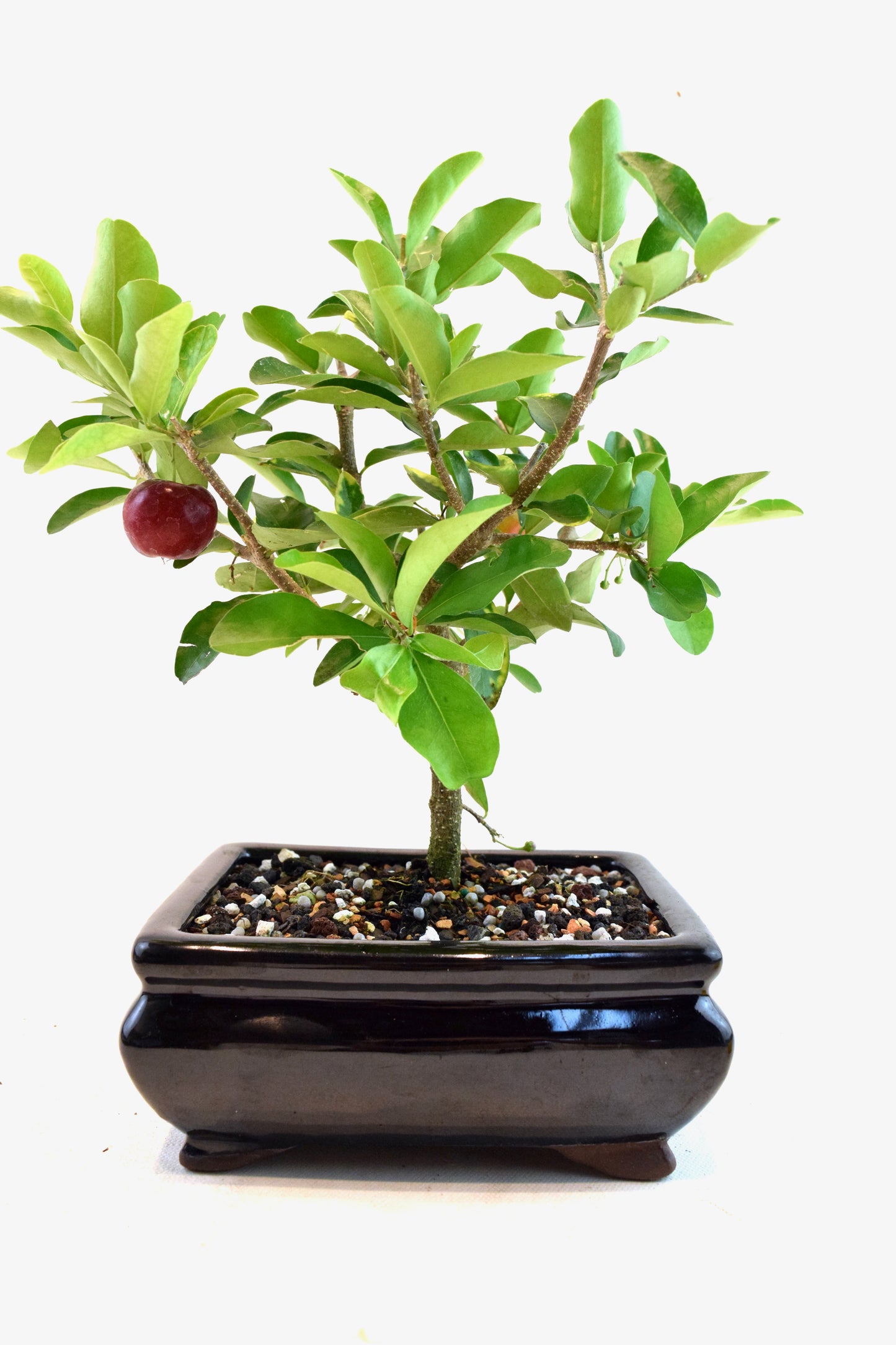 Acerola Cherry Bonsai Ceramic 6" Pot - One of a Kind Bonsai