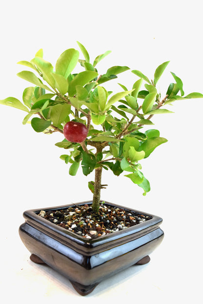 Acerola Cherry Bonsai Ceramic 6" Pot - One of a Kind Bonsai