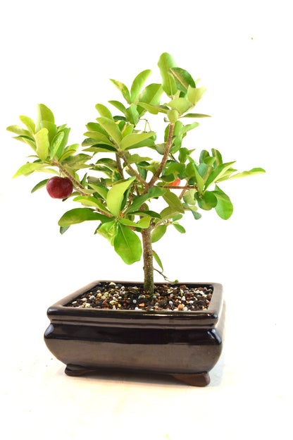 Acerola Cherry Bonsai Ceramic 6" Pot - One of a Kind Bonsai
