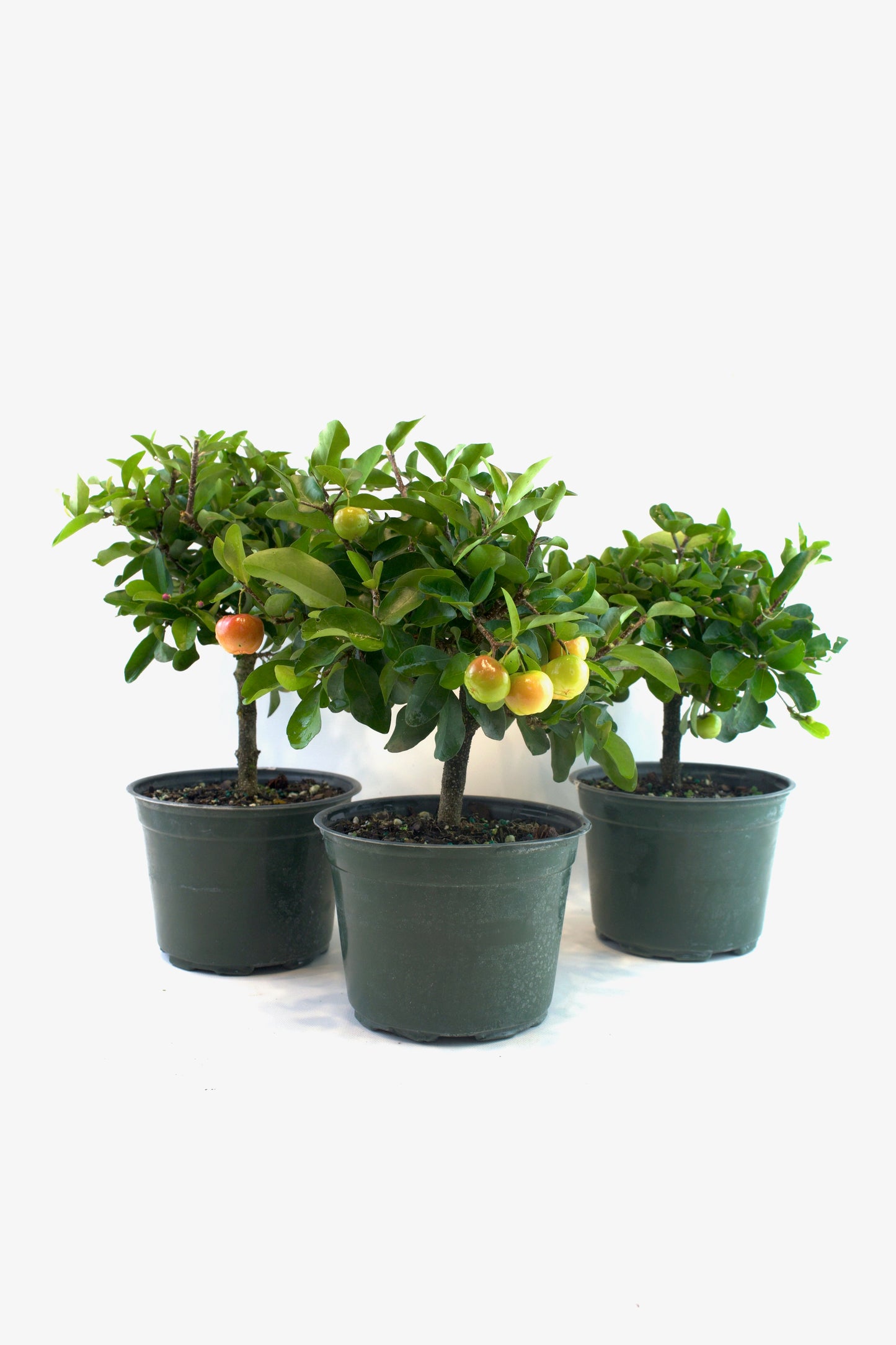 Acerola Cherry in 6" Pot - Pre Bonsai