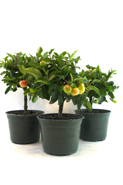 Acerola Cherry in 6" Pot - Pre Bonsai