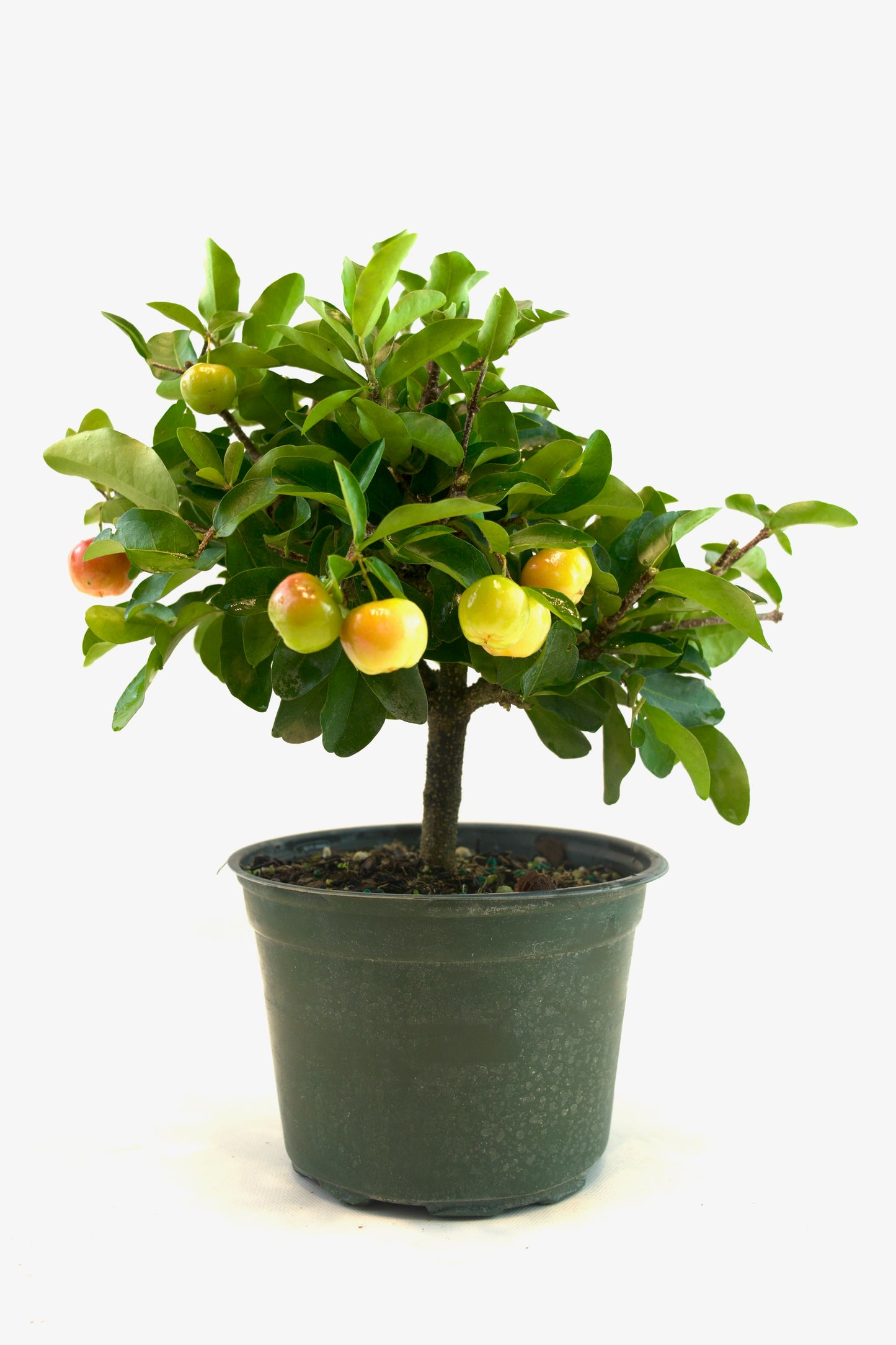 Acerola Cherry in 6" Pot - Pre Bonsai