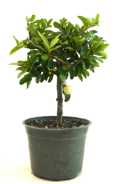 Acerola Cherry in 6" Pot - Pre Bonsai