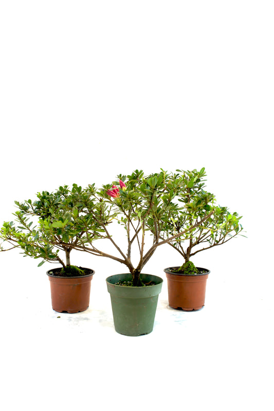 Azalea Chinzen Bonsai Tree 4"